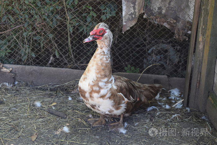 麝香的鸭子家养麝香鸭