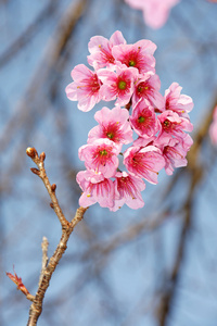 樱花或樱花与蓝天, 清迈泰国