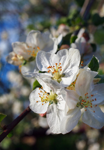 blomma p vren在春天开花