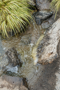 岩石植物水