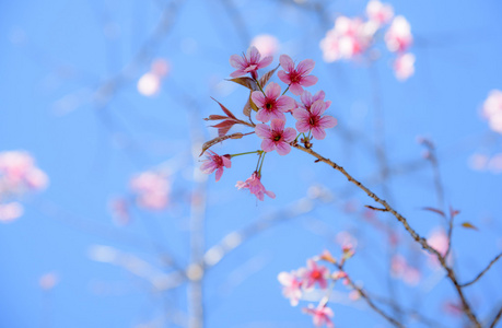 泰国樱桃开花