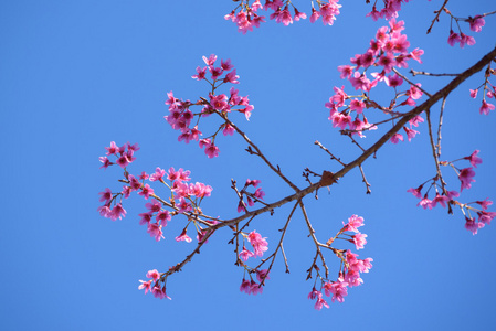 樱花与蓝蓝的天空