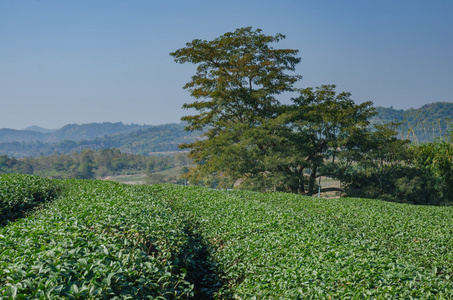 在泰国北部的茶叶种植园