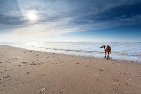 狗在阳光下的沙滩上