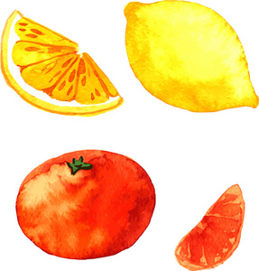 水彩的柑橘类水果