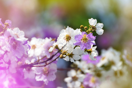桃花树在春天的美丽的花朵
