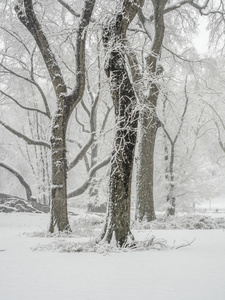 纽约中央公园，市雪风暴