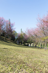 花的野生喜马拉雅樱桃树