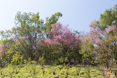 花的野生喜马拉雅樱桃树