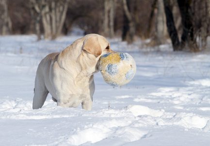 漂亮的黄色拉布拉多在冬天在雪地上一个球