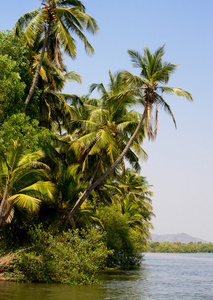 在海滩上的棕榈树