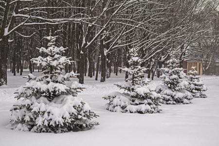 降雪量。冬季冰雪覆盖的冷杉树。俄罗斯