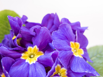 微妙的紫色花朵对光, 花瓣在白色背