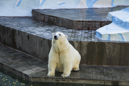 在动物园里的白色北极熊