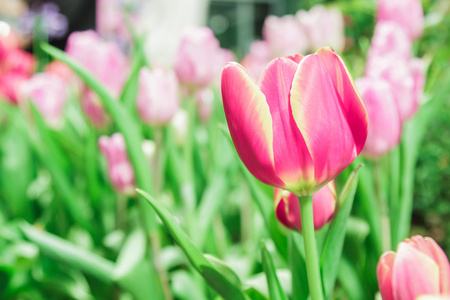 红色郁金香花园中