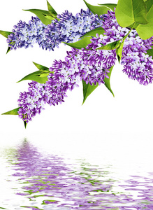 春天的花紫色白色背景上孤立