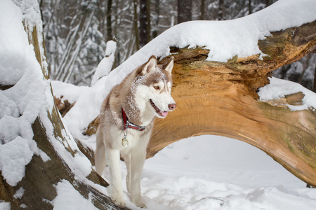 漂亮的小狗在白雪皑皑的丛林附近一棵树木折断。赫斯基