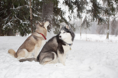 两只狗坐在雪地里，环顾四周。冬天。森林。赫斯基