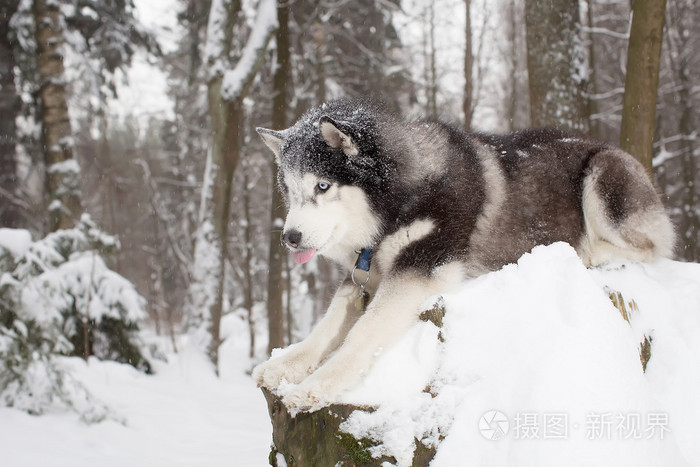 好奇的狗在雪地里.冬天.森林.赫斯基