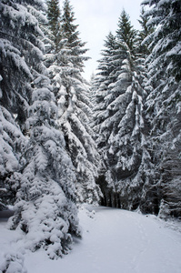 冰冻的冬季森林。喀尔巴阡，乌克兰