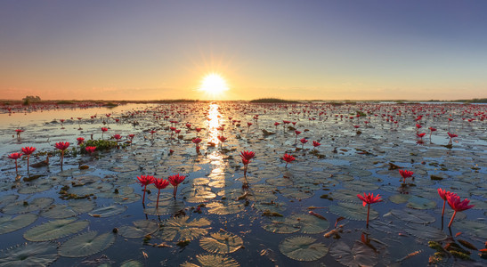 红莲花，湖农场哈恩，泰国 Udon Thani 的海洋