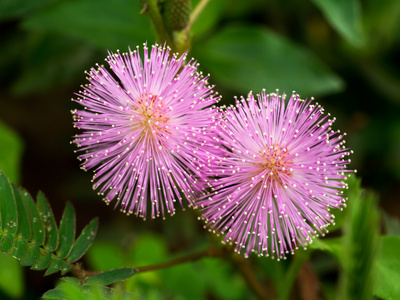 敏感的花朵。 pudica含羞草