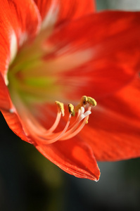 美丽的红花花瓣特写镜头