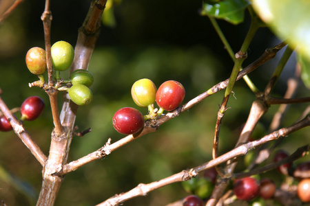 咖啡豆在清迈泰国一棵树上