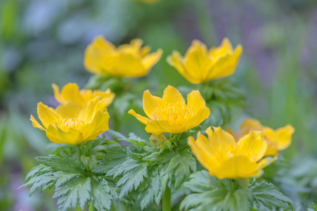 鲜花关门