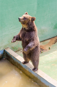 棕色的熊，等待食物
