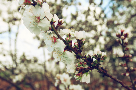 抽象梦幻和模糊图像的春天白色的樱花树。选择性的焦点。老式过滤