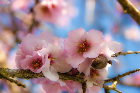 春天。粉红杏花。
