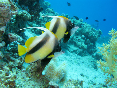 bannerfishes 底部的热带海，水下珊瑚礁