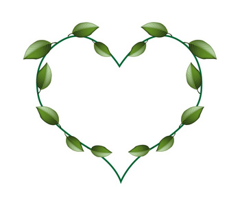 新鲜的绿色藤叶，呈美丽的心形