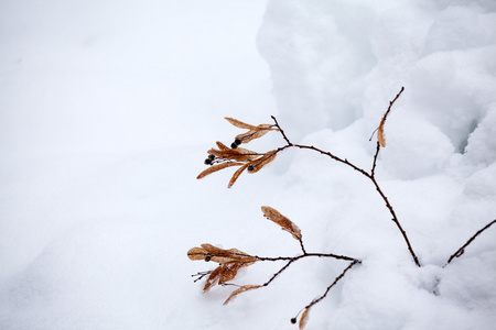 抽象雪形状与干植物