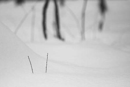 抽象雪形状与干植物