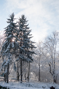 下雪在公园里的景观