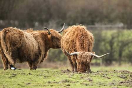 美丽苏格兰高地牛放牧在农场的场长