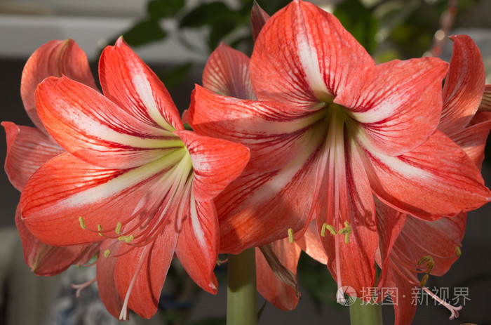 一个纹章芙蓉.两朵红百合花的活力喷雾