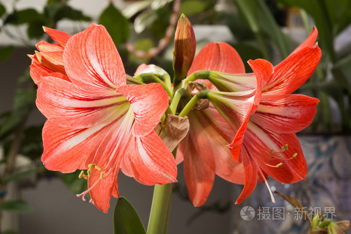 一个纹章芙蓉.两朵红百合花的活力喷雾