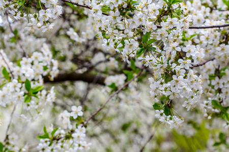 特写白色樱花