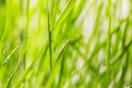 绿草与水滴眼液