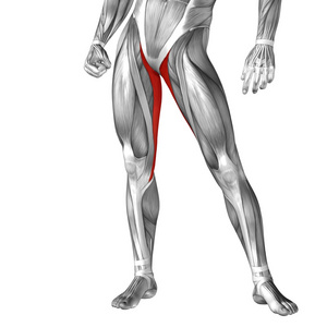 人的双腿解剖图片
