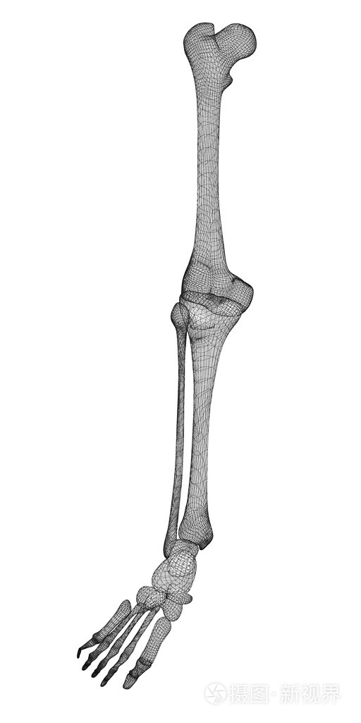 人体腿部骨骼