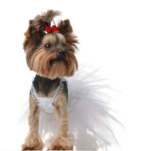 约克夏狗打扮，站在新娘的婚礼