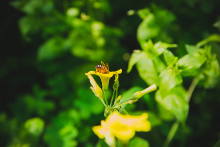 在黄色花朵蜜蜂图片