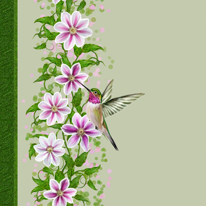 垂直花缘白色铁线莲花鸟蜂鸟图片