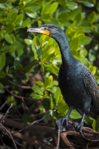 双冠鸬鹚 Phalacrocorax auritus 配置文件特写