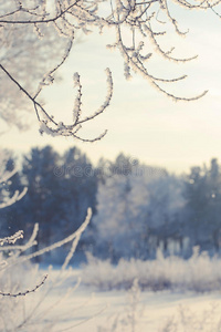 冬天的景色，白雪覆盖的田野，树木