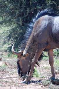 玛塔 风景 自然 放牧 非洲 四轮驱动 保护 山茶 猎豹